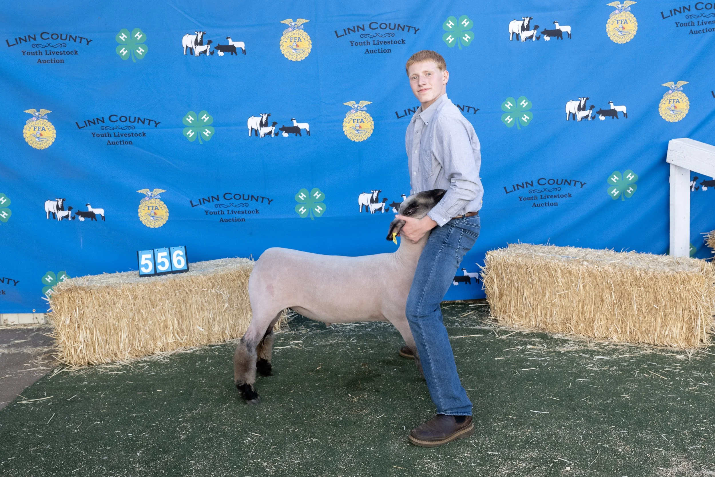 Sheep556 (1 of 1).JPG