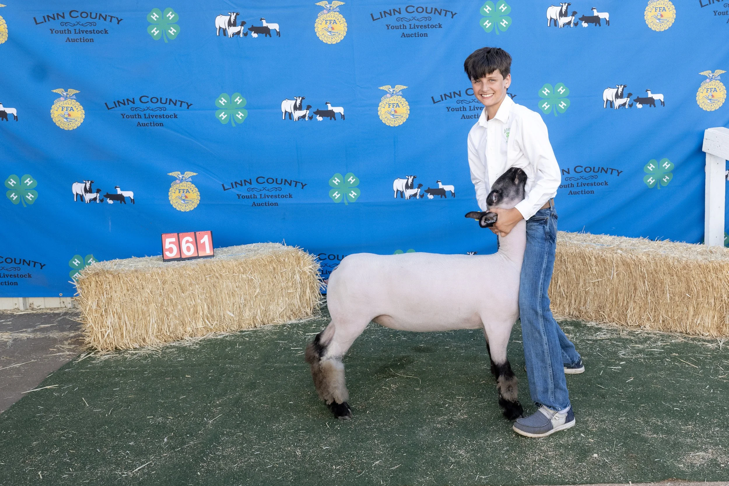 Sheep561 (1 of 1).JPG