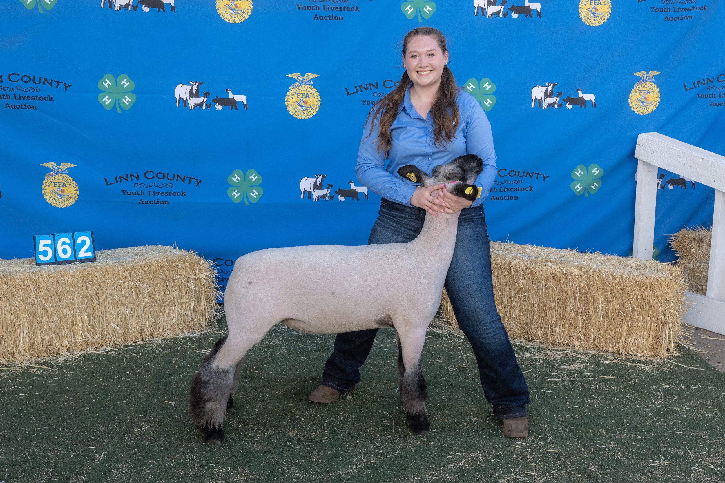 Sheep562 (1 of 1).JPG