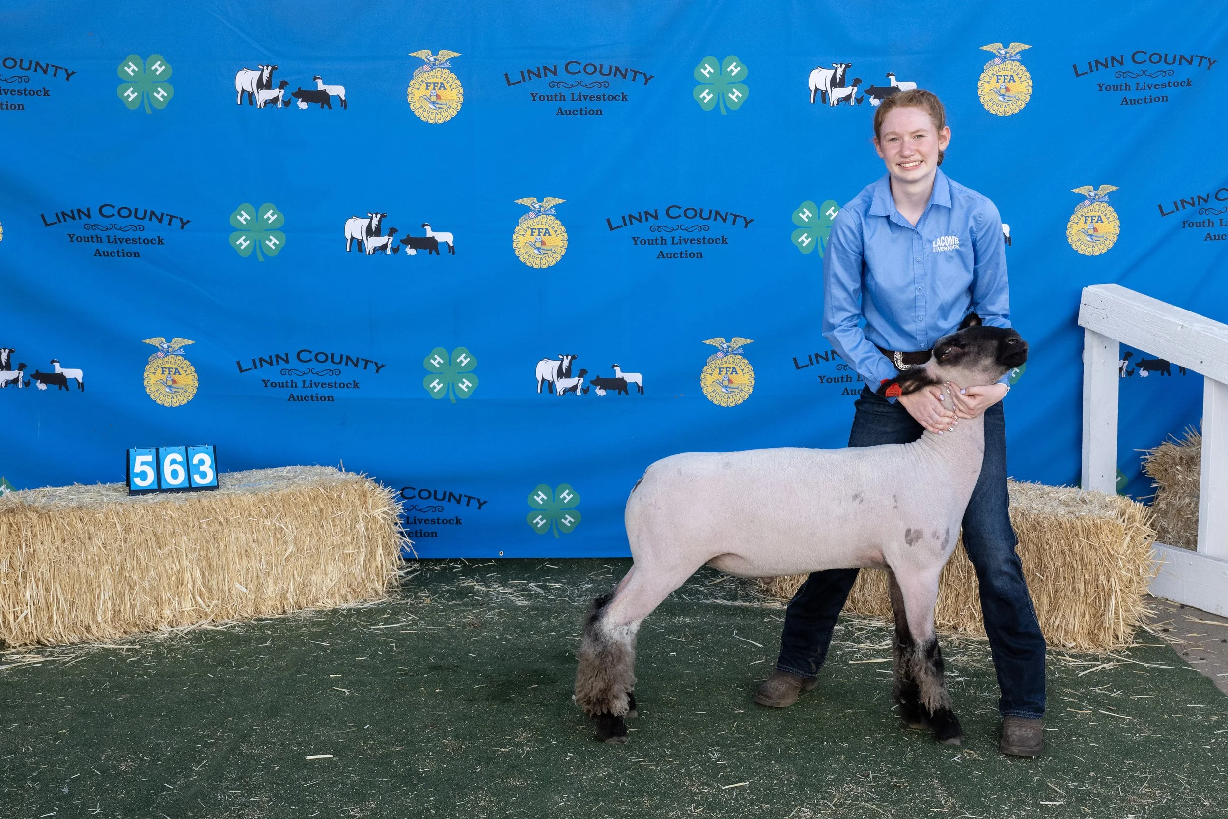 Sheep563 (1 of 1).JPG