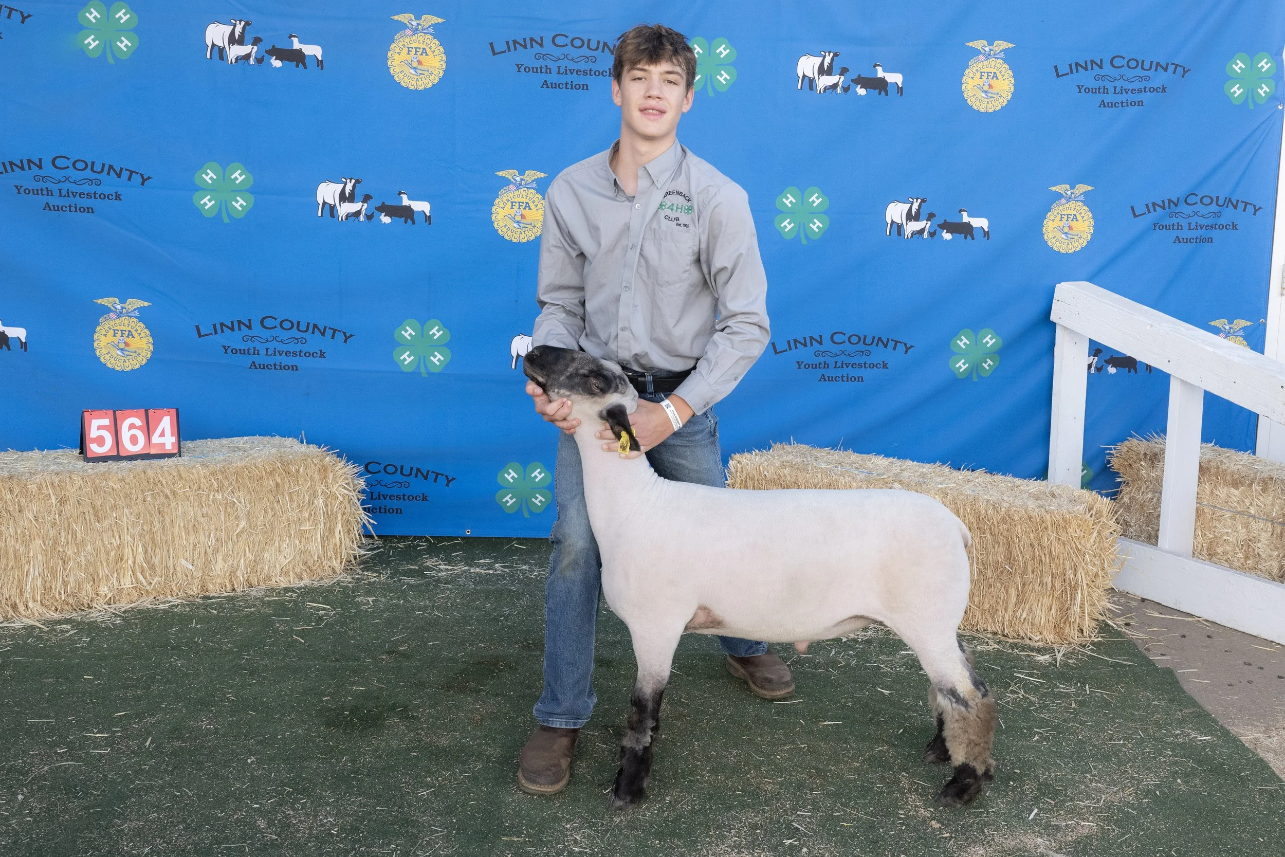 Sheep564 (1 of 1).JPG