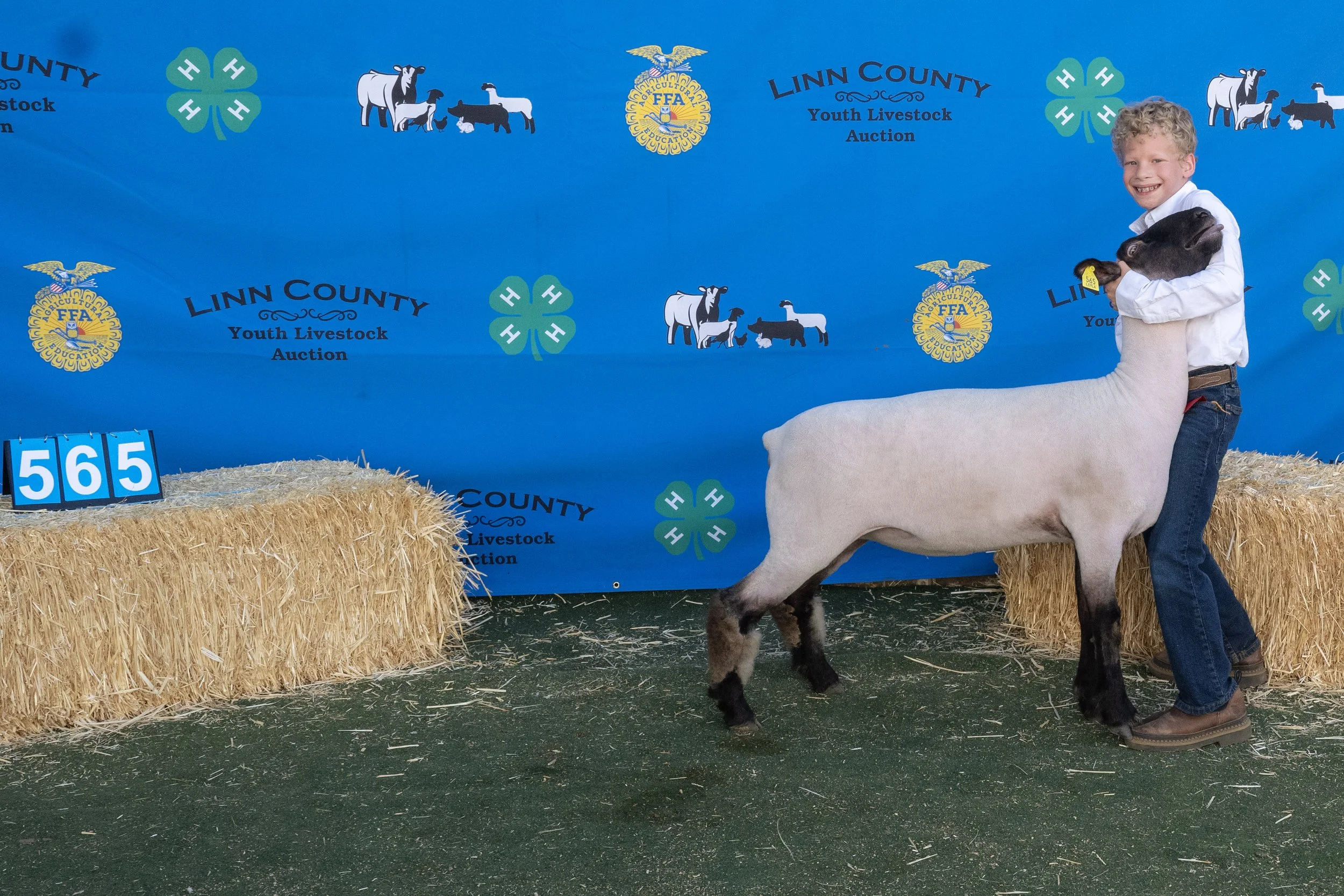 Sheep565 (1 of 1).JPG