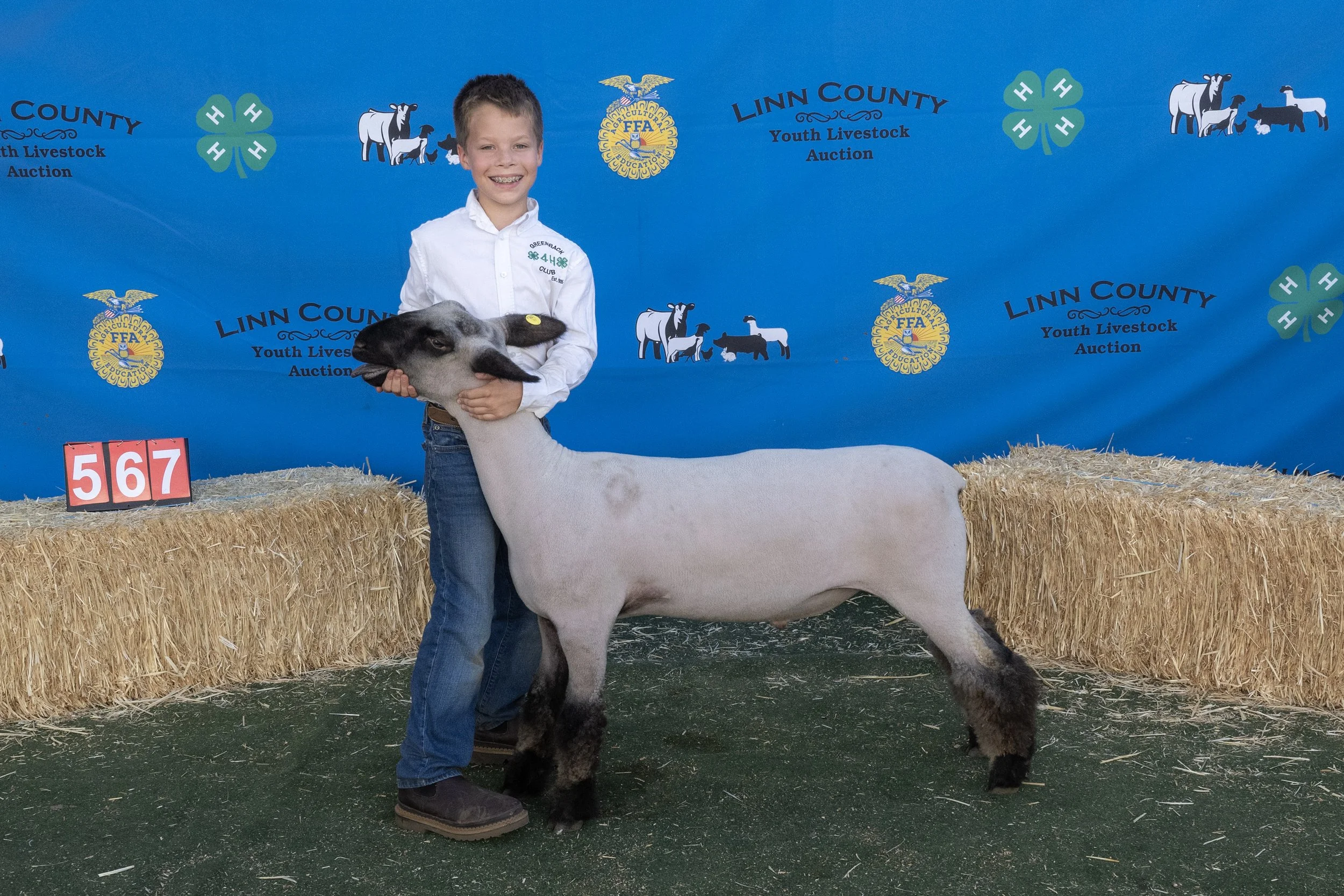 Sheep567 (1 of 1).JPG