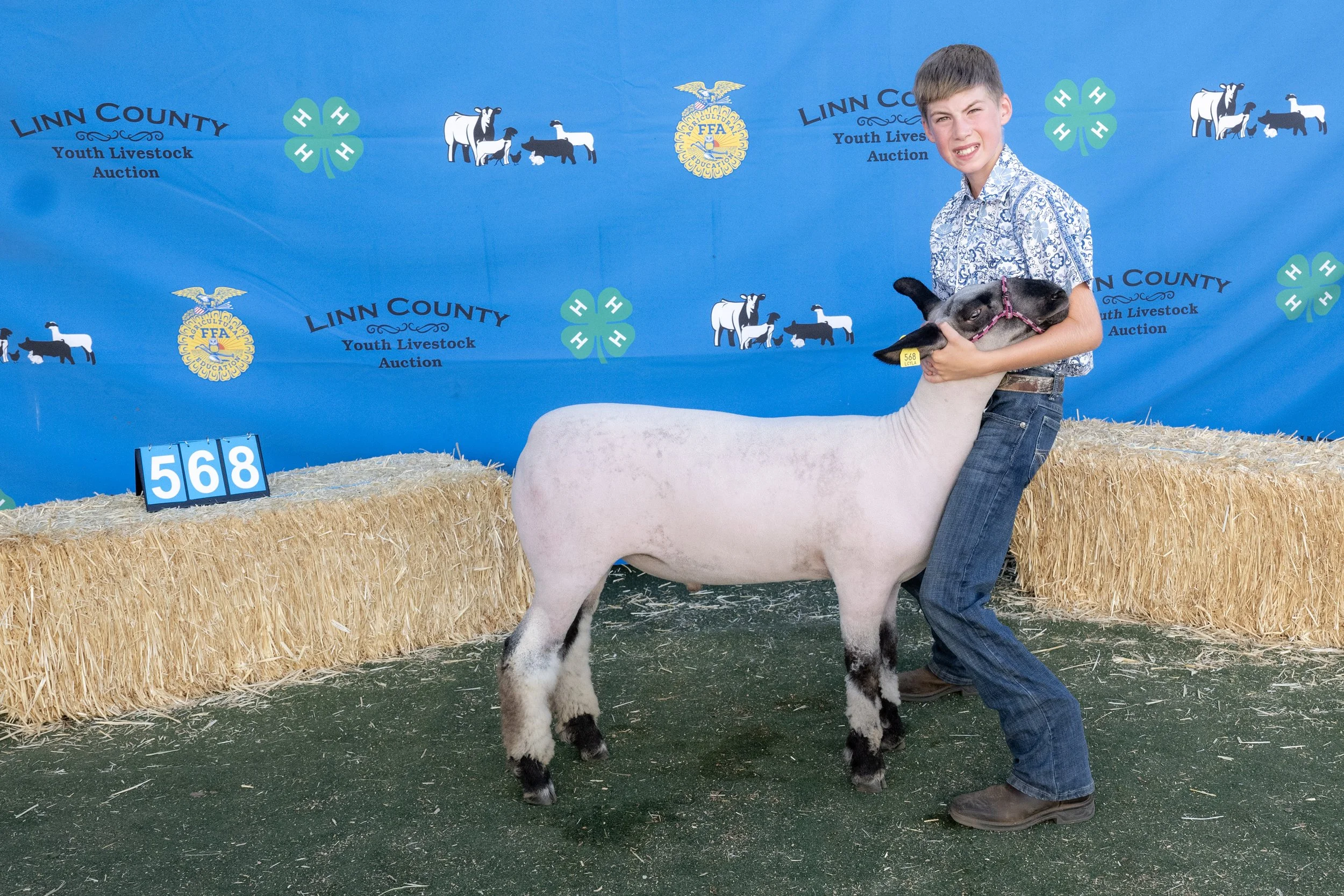 Sheep568 (1 of 1).JPG