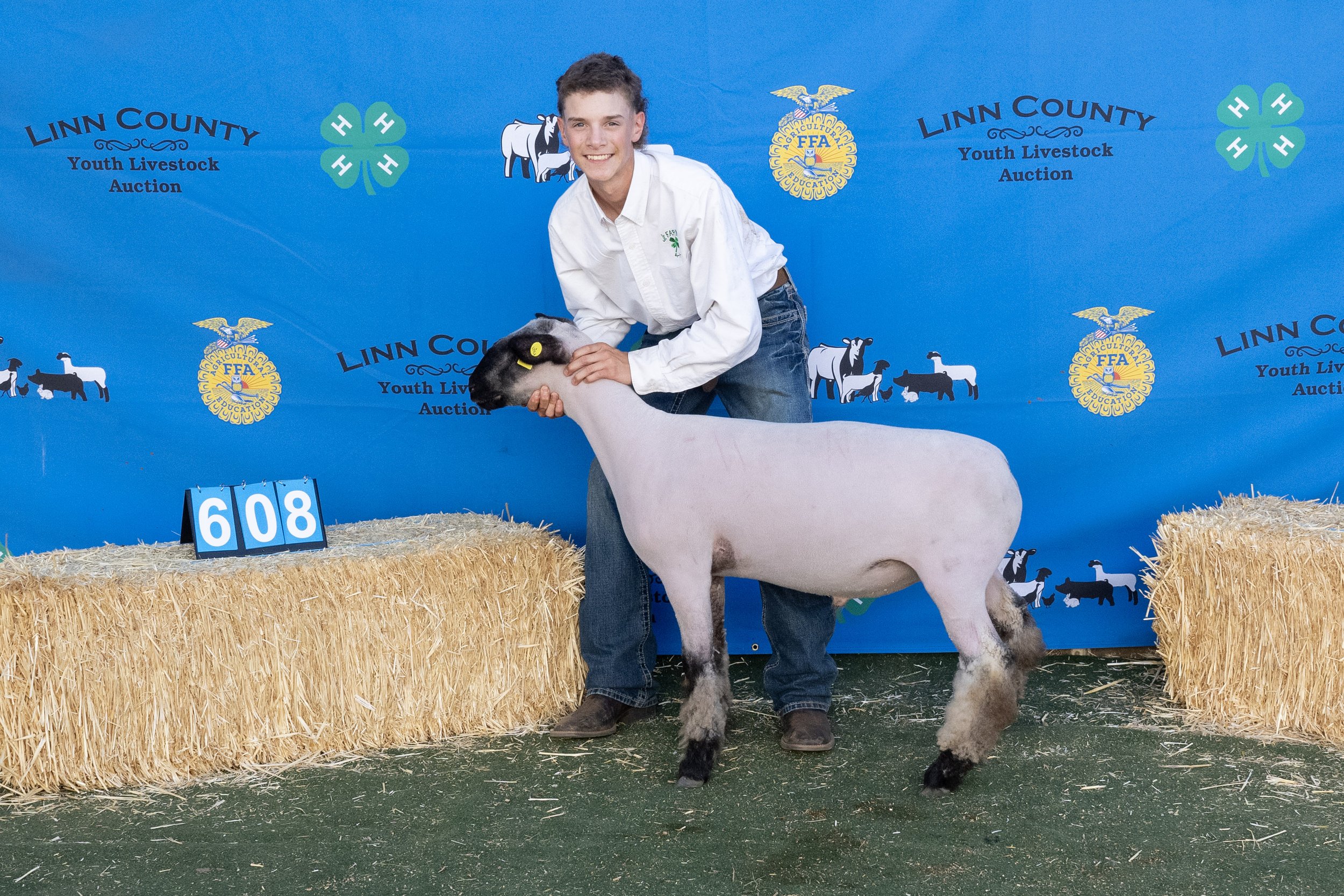 Sheep608 (1 of 1).JPG