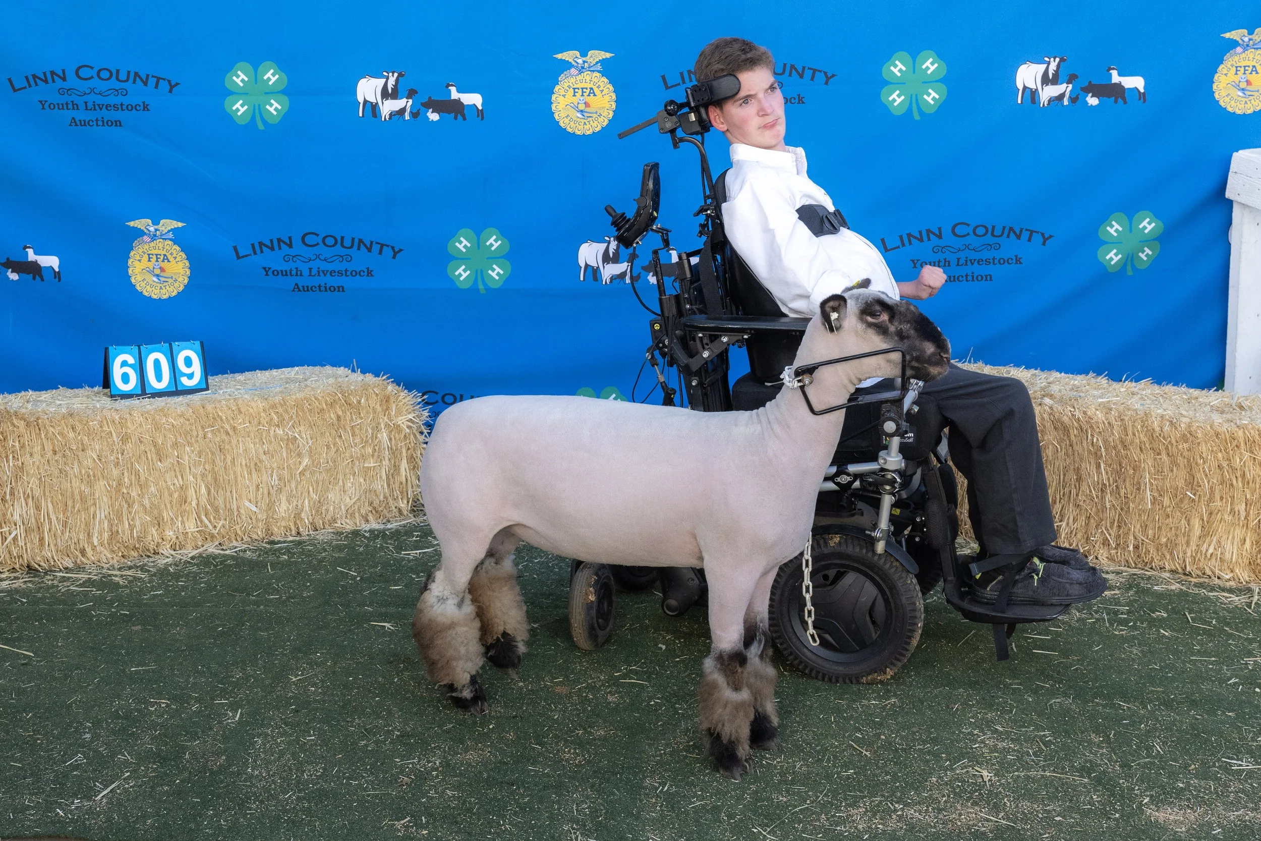 Sheep609 (1 of 1).JPG