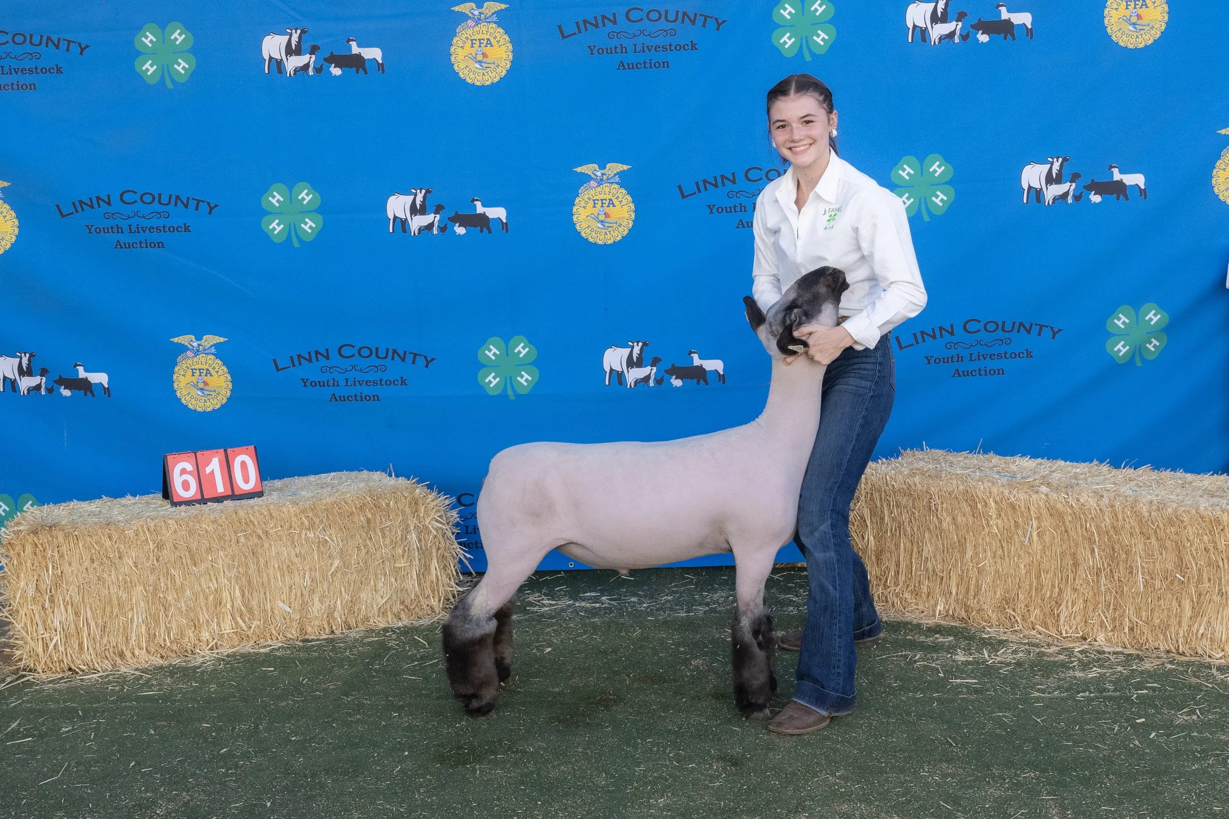 Sheep610 (1 of 1).JPG