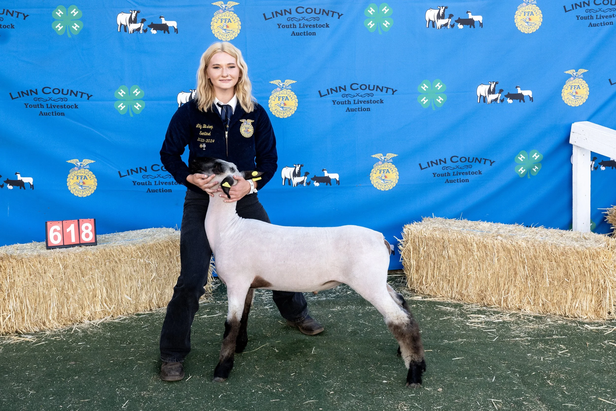 Sheep618 (1 of 1).JPG