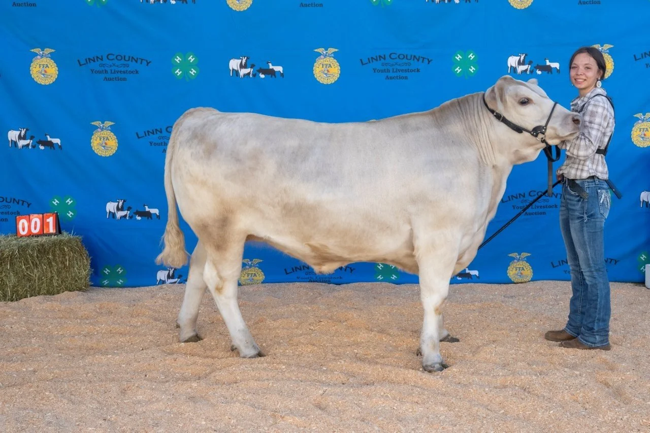 Beef 001 (1 of 1).jpg