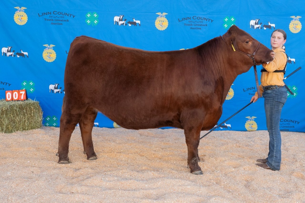 Beef 007 (1 of 1).jpg