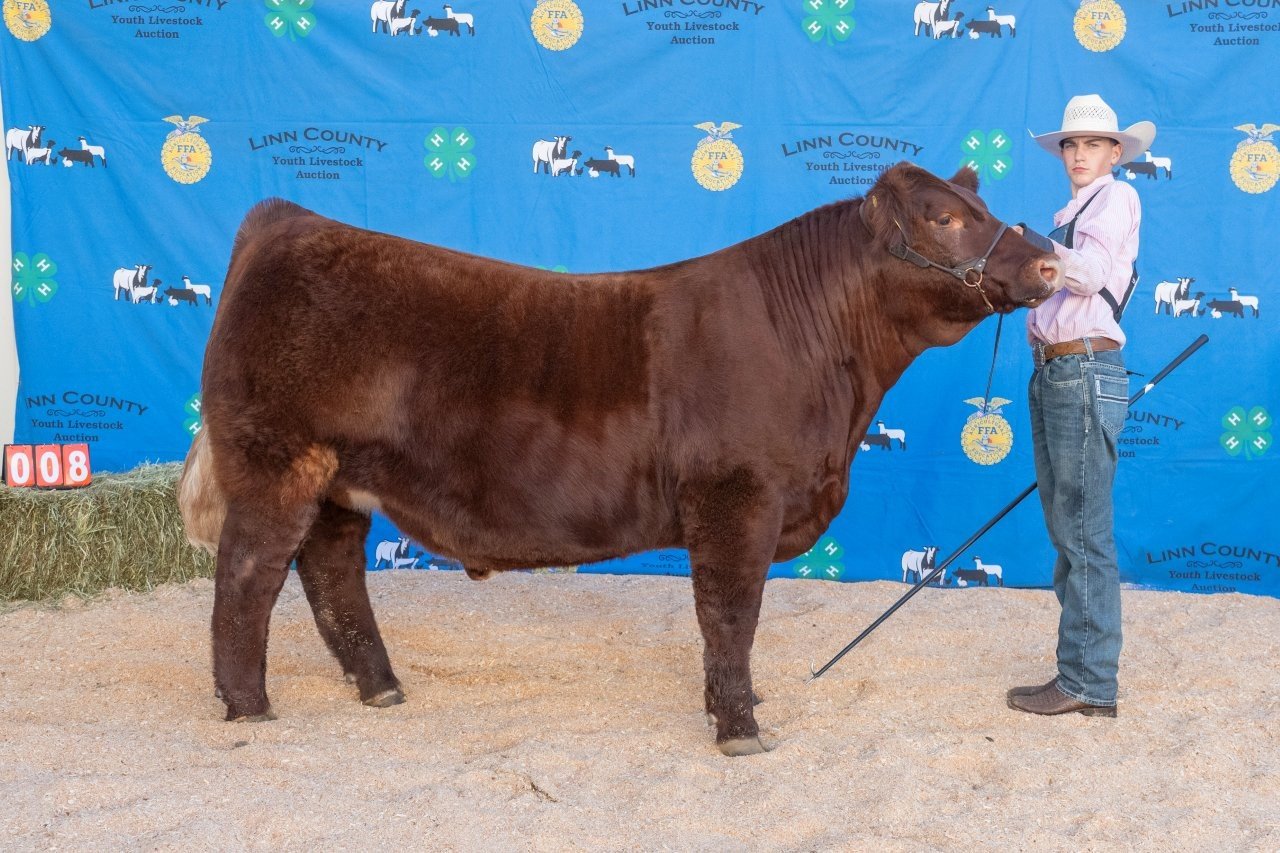 Beef 008 (1 of 1).jpg