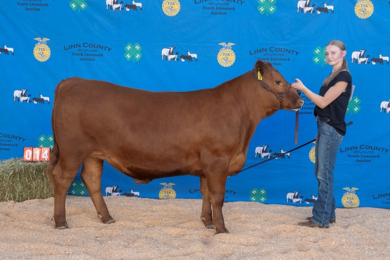 Beef 014 (1 of 1).jpg