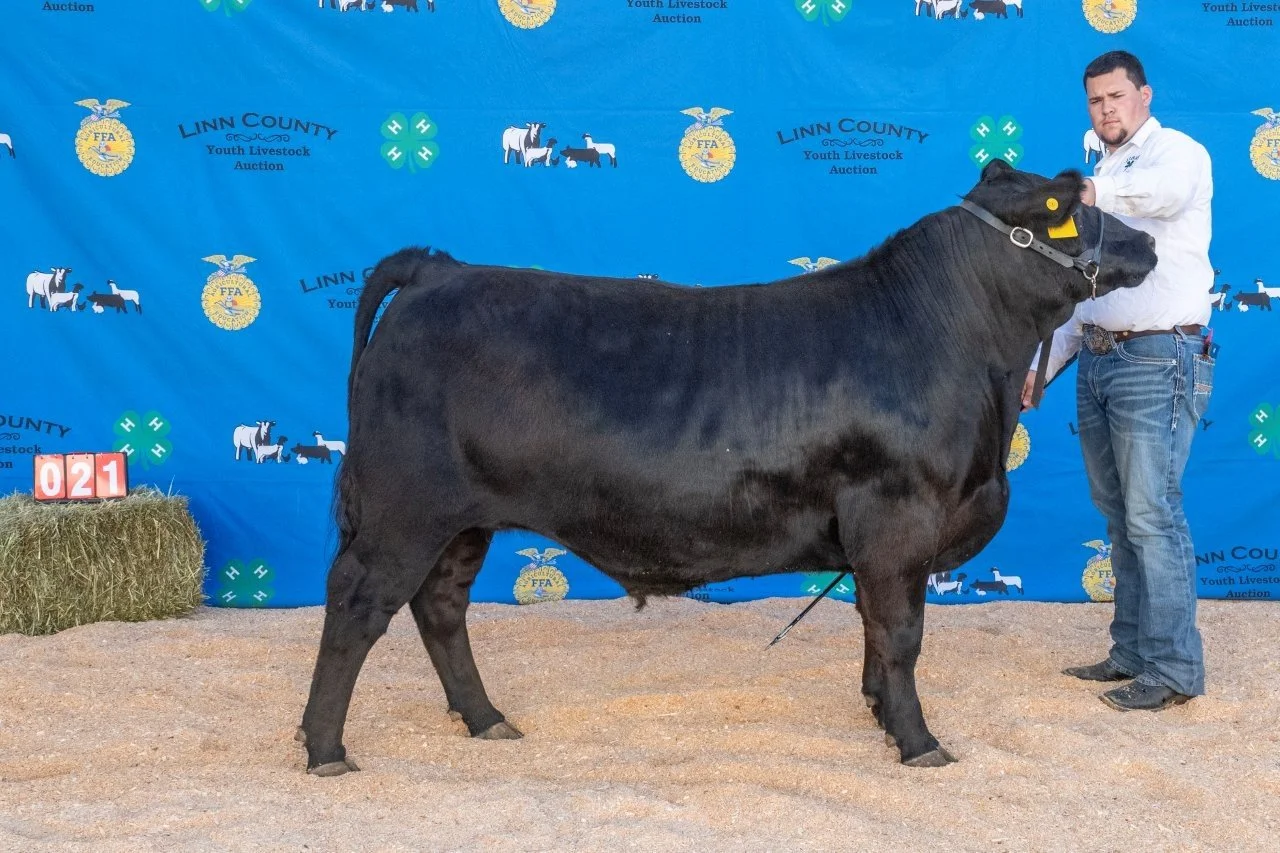 Beef 021 (1 of 1).jpg