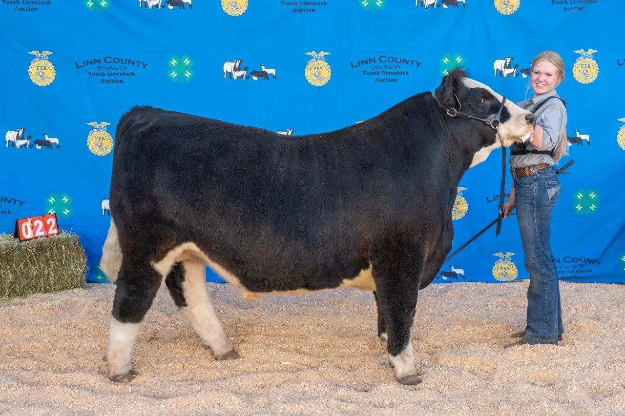 Beef 022 (1 of 1).jpg