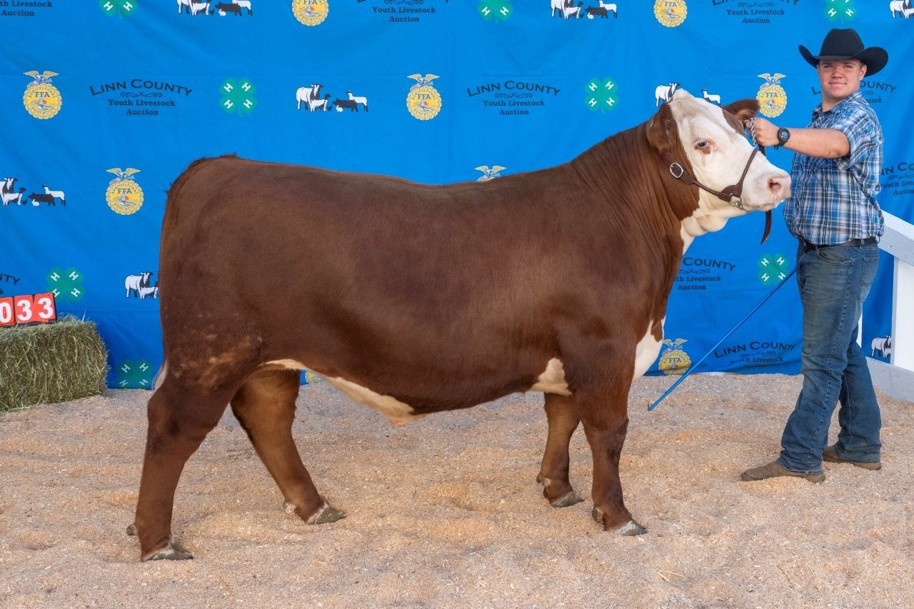 Beef 033 (1 of 1).jpg