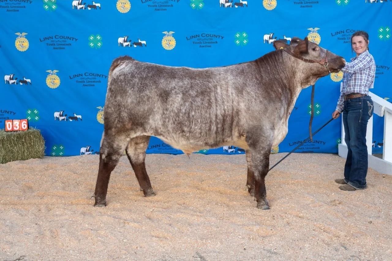 Beef 036 (1 of 1).jpg