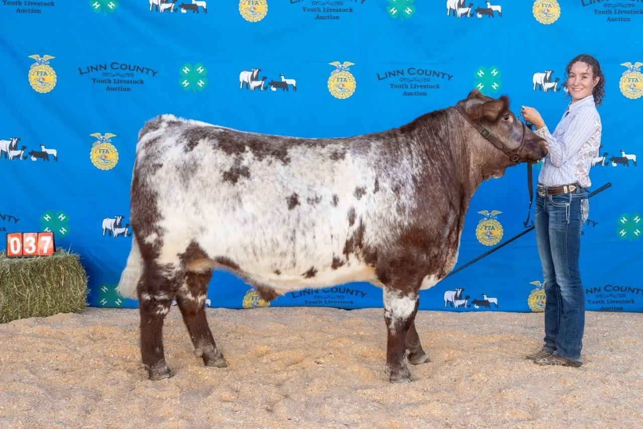 Beef 037 (1 of 1).jpg
