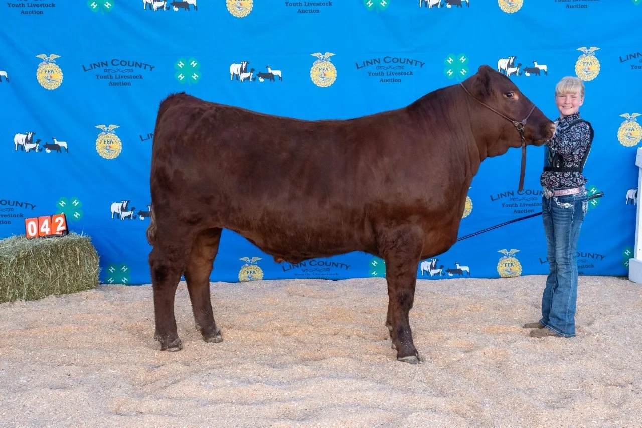 Beef 042 (1 of 1).jpg