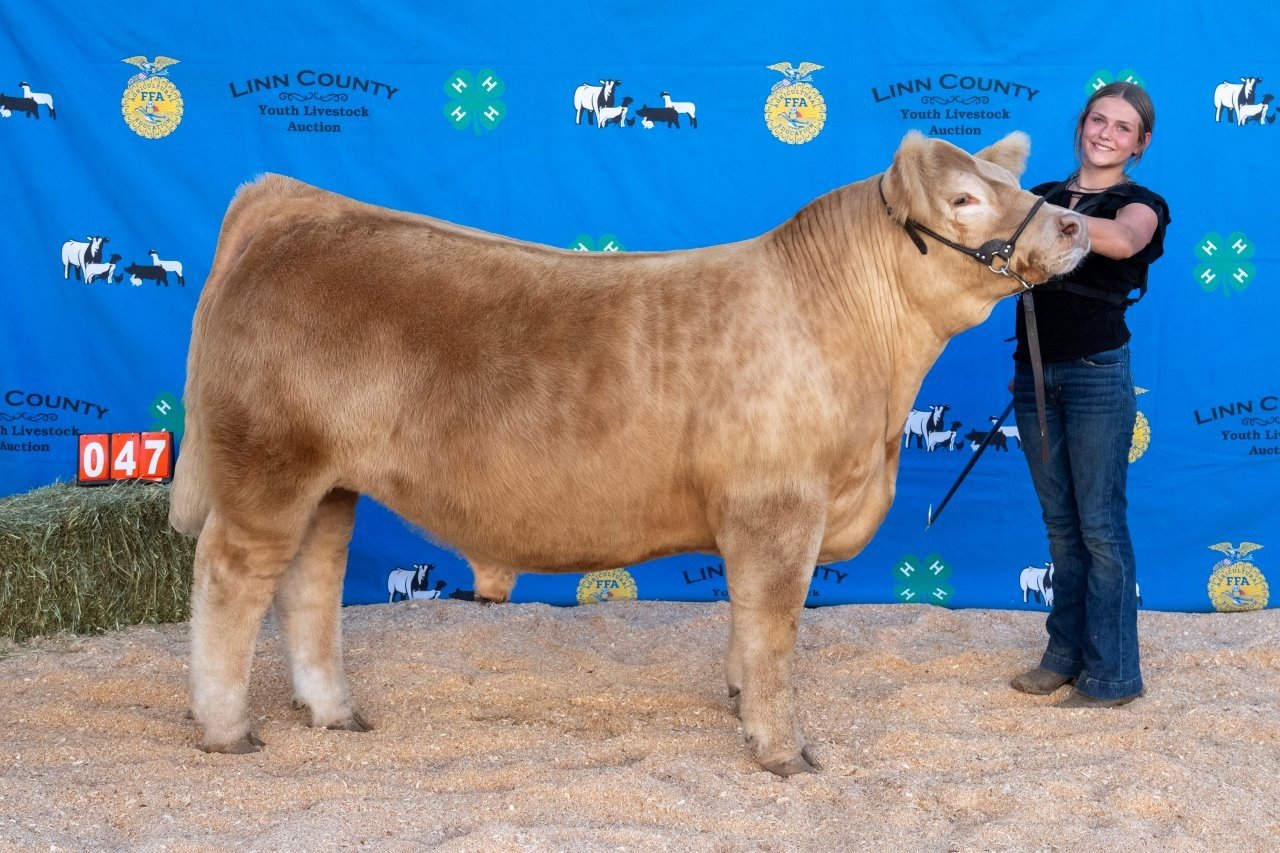 Beef 047 (1 of 1).jpg