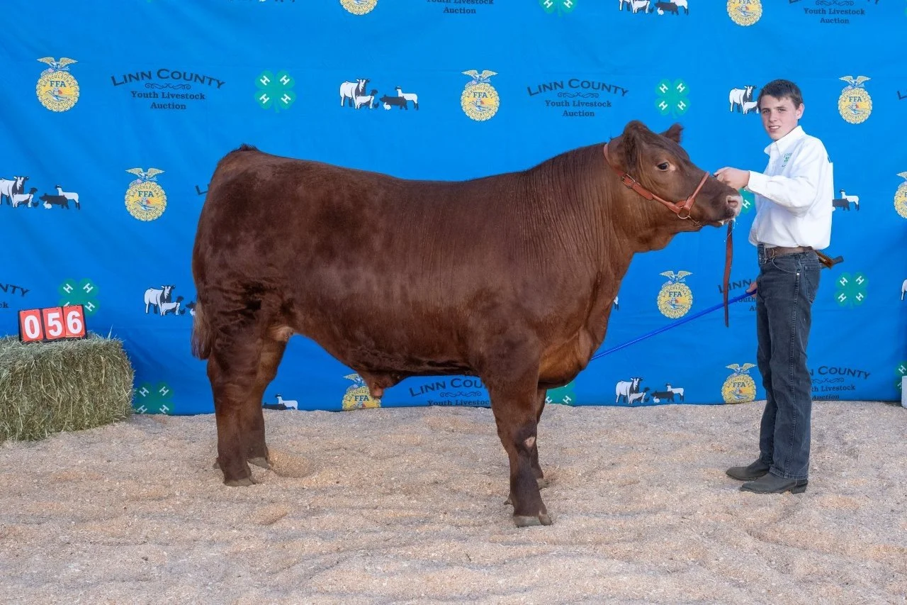 Beef 056 (1 of 1).jpg