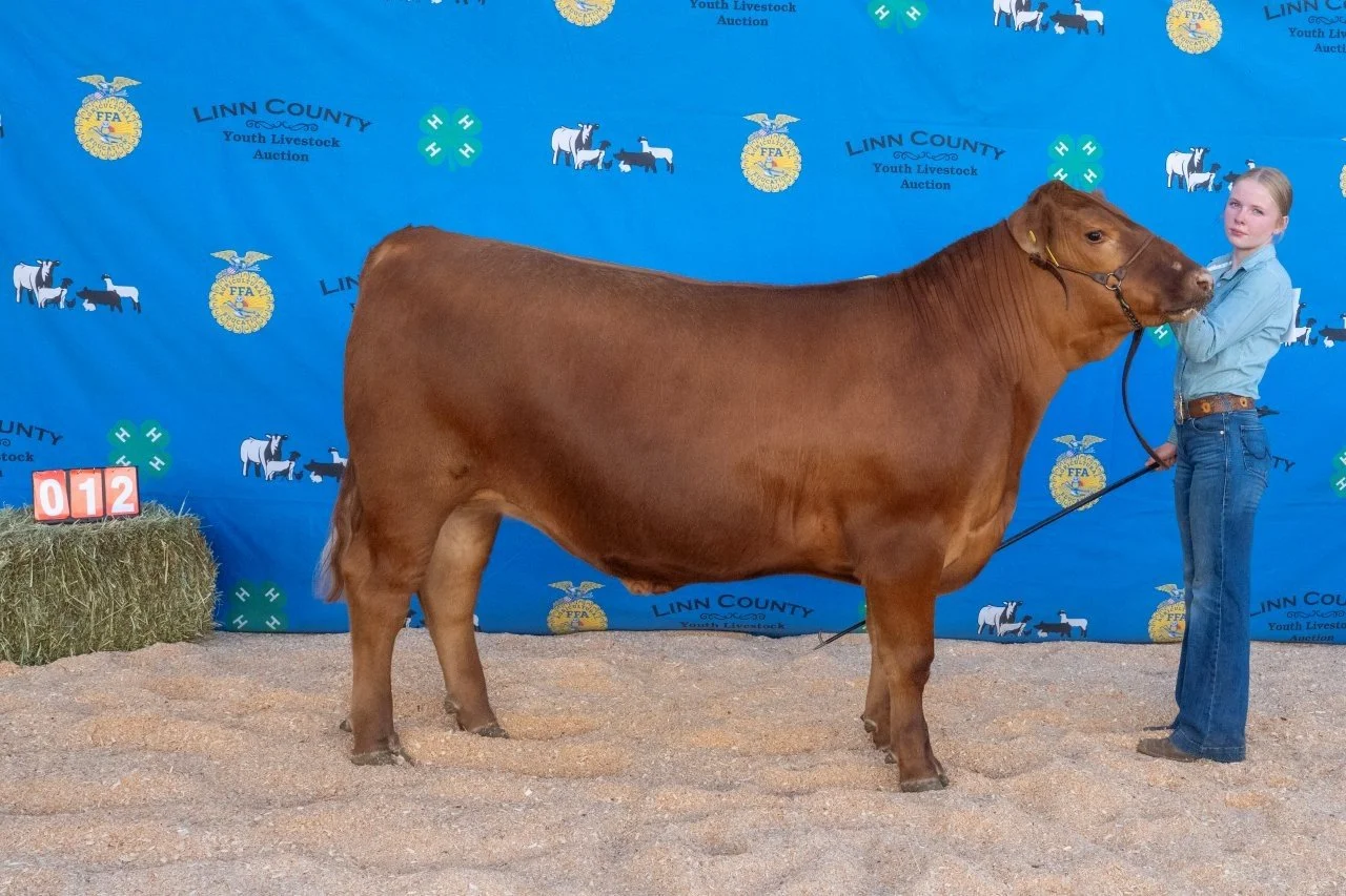 Beef 012 (1 of 1).jpg