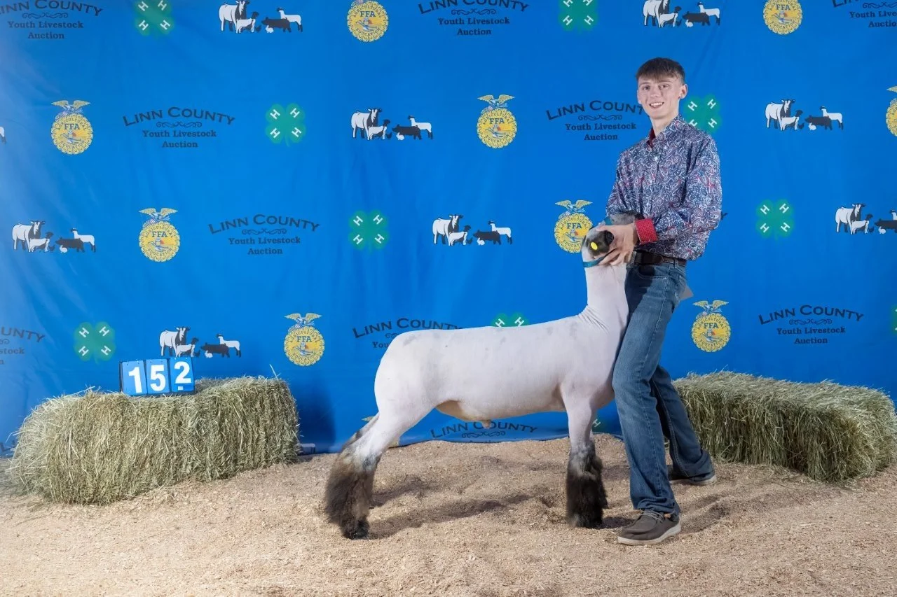 Sheep 152 (1 of 1).jpg