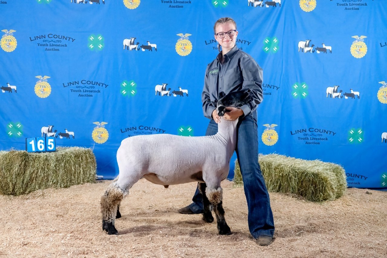 Sheep 165 (1 of 1).jpg