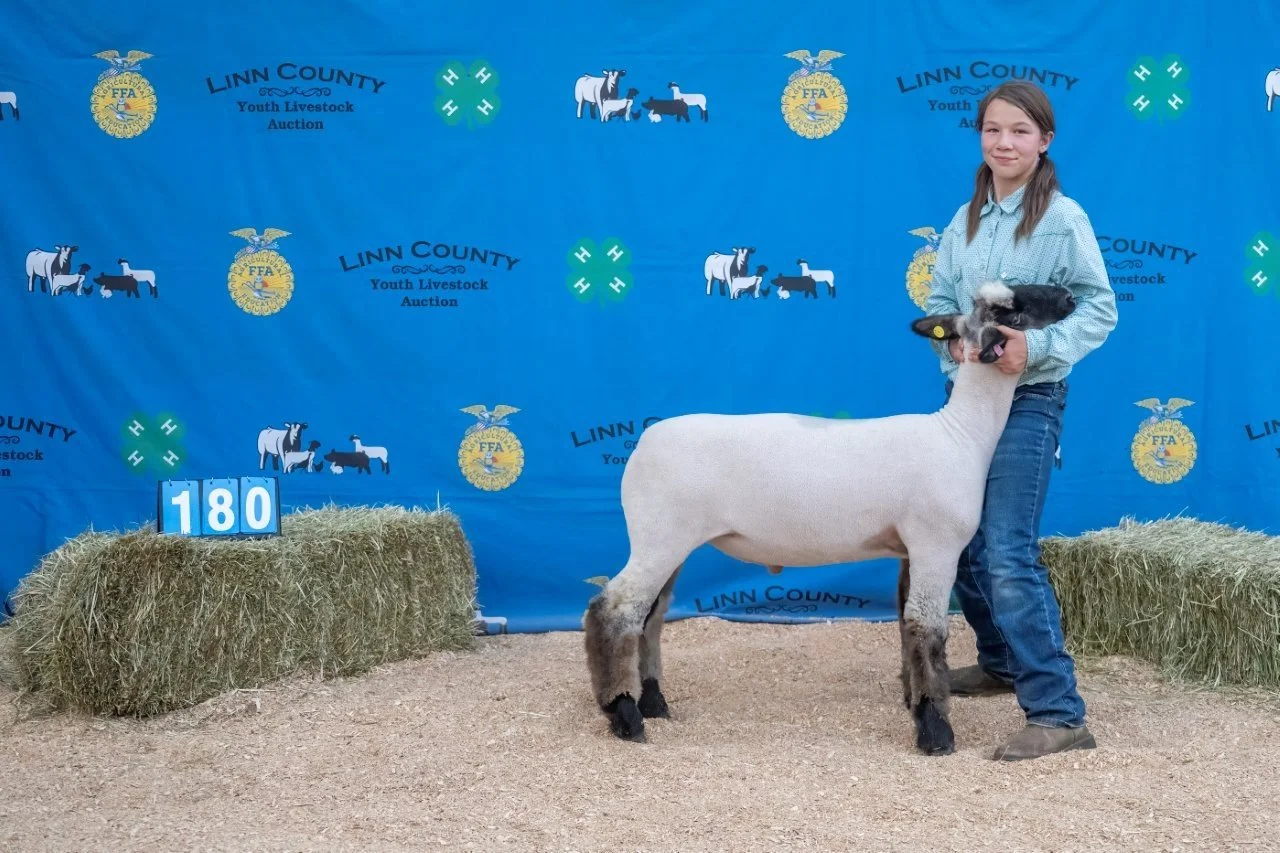 Sheep 180 (1 of 1).jpg
