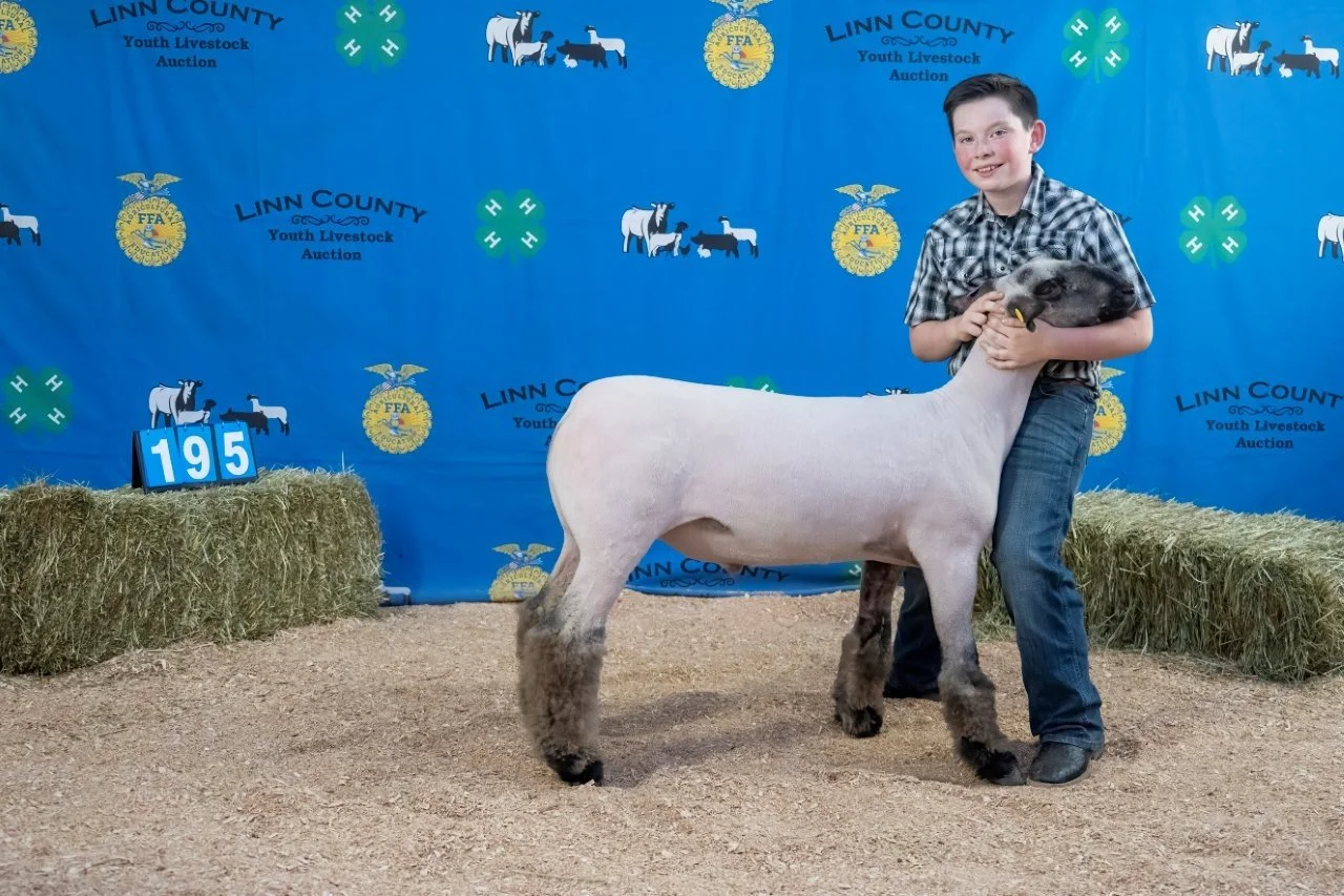 Sheep 195 (1 of 1).jpg