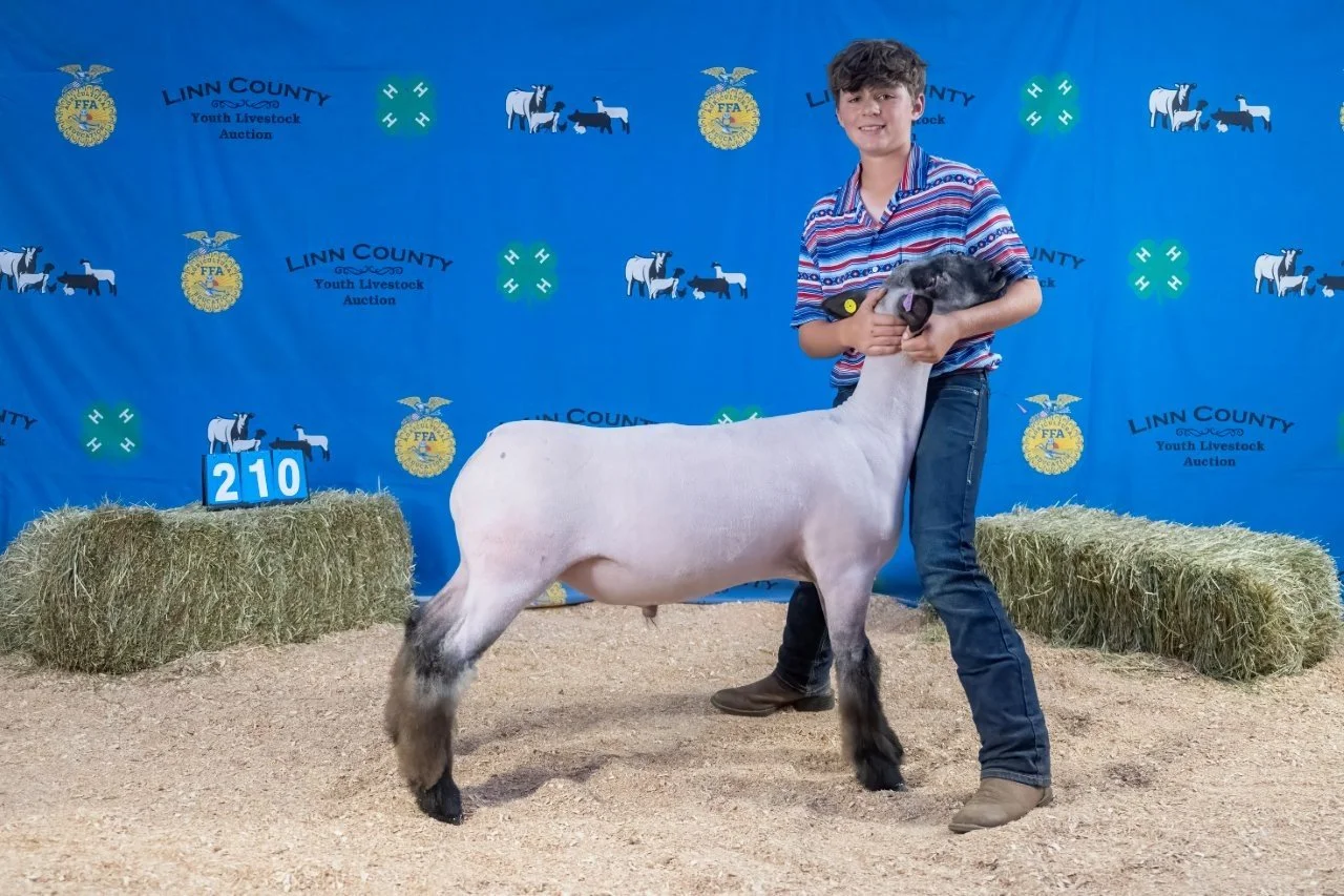 Sheep 210 (1 of 1).jpg