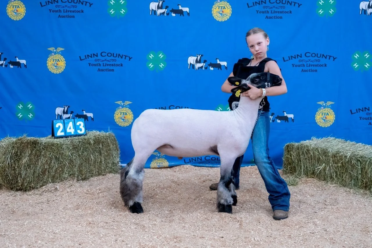 Sheep 243 (1 of 1).jpg