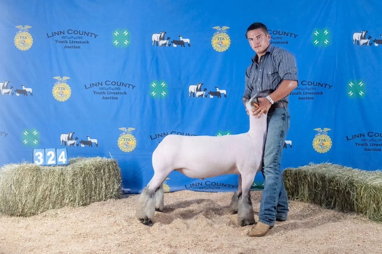 Sheep 324 (1 of 1).jpg