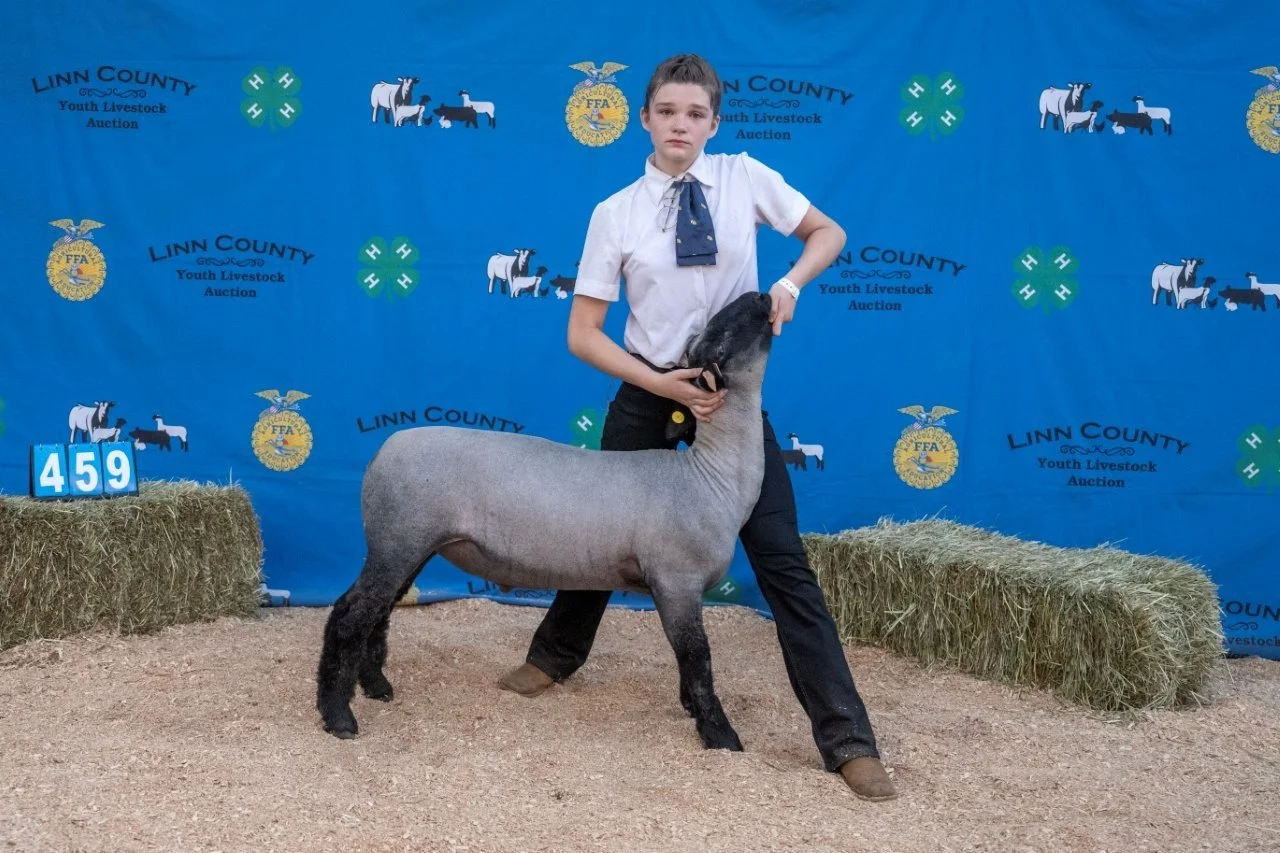 Sheep 459 (1 of 1).jpg