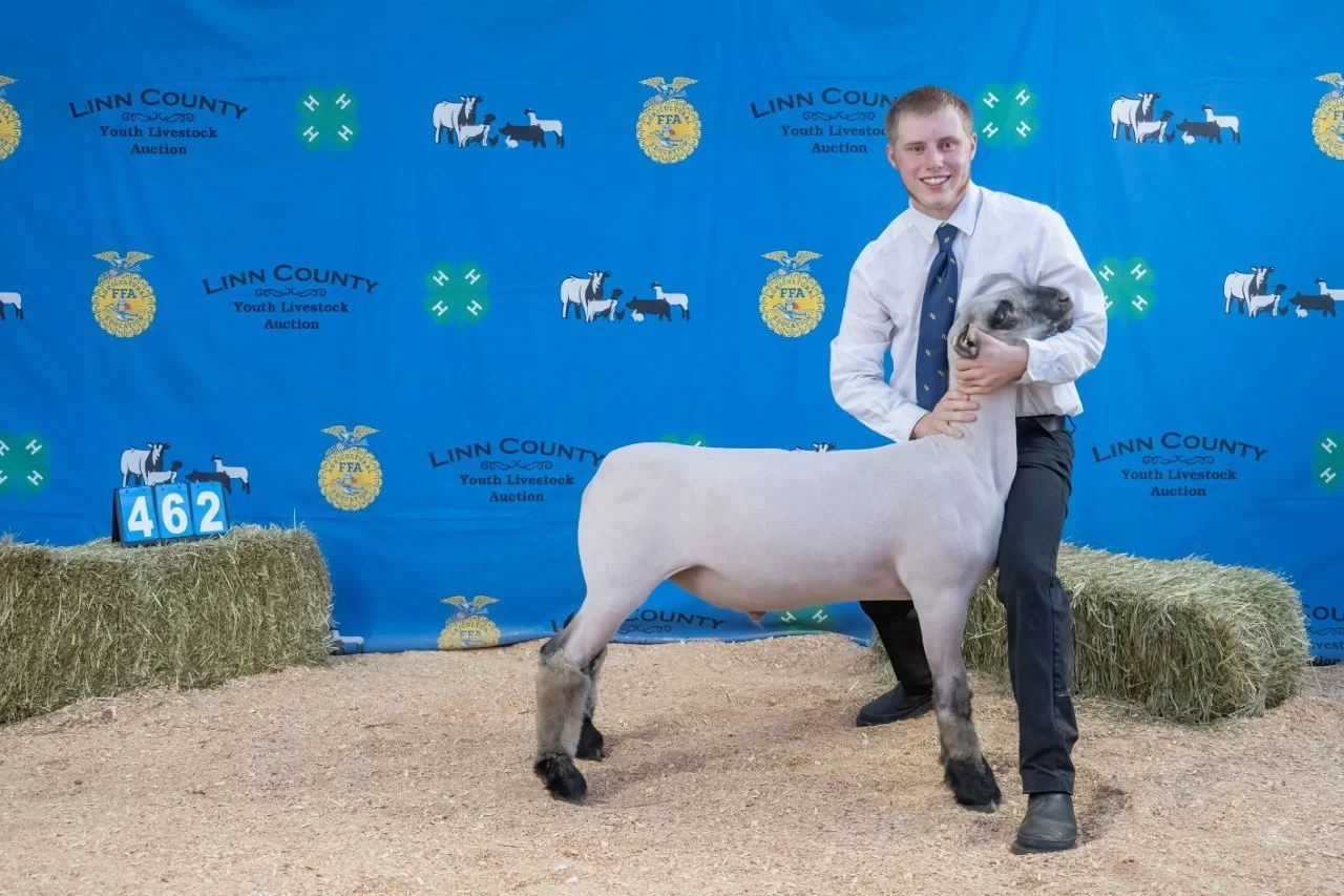 Sheep 462 (1 of 1).jpg