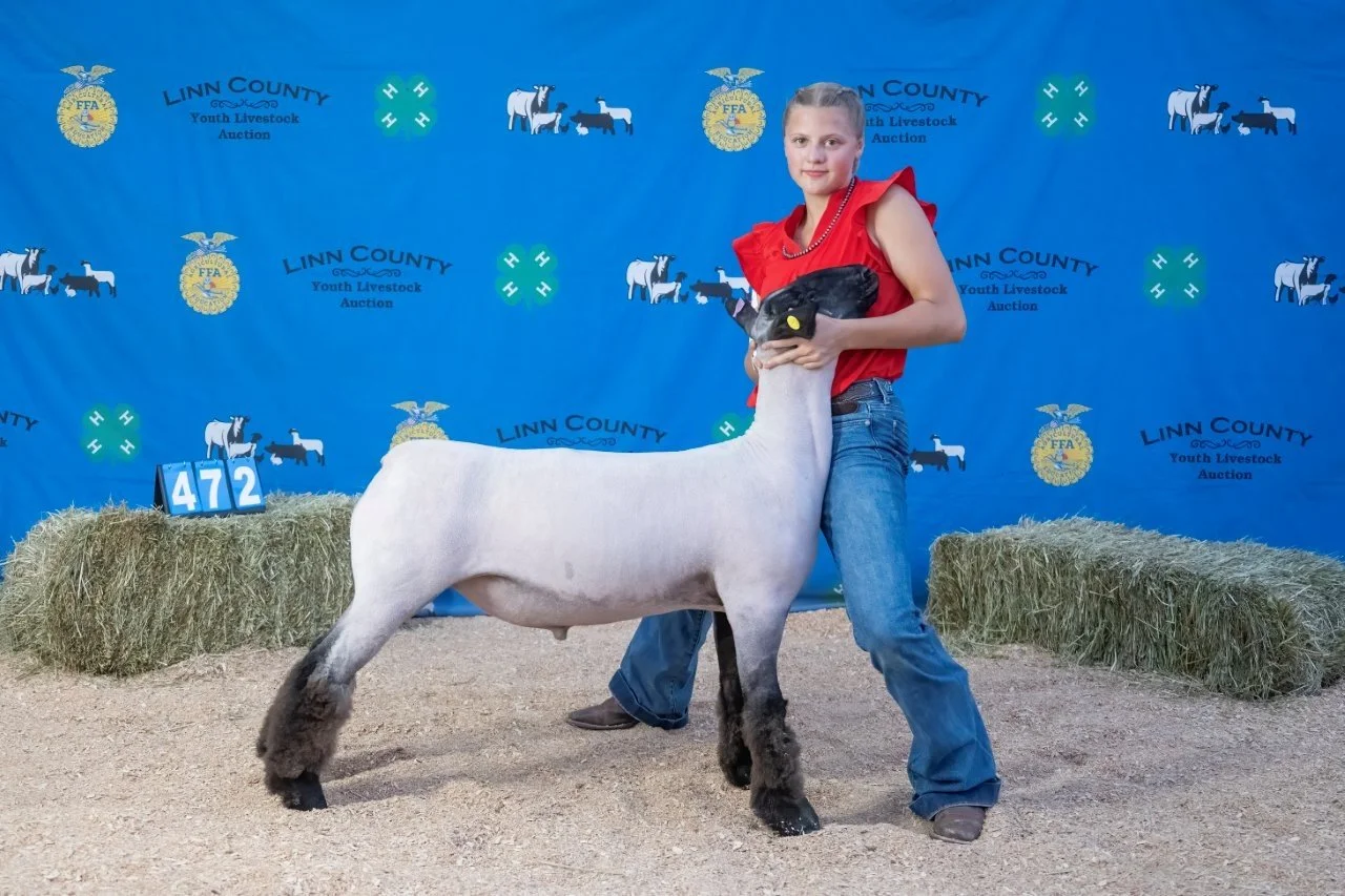 Sheep 472 (1 of 1).jpg