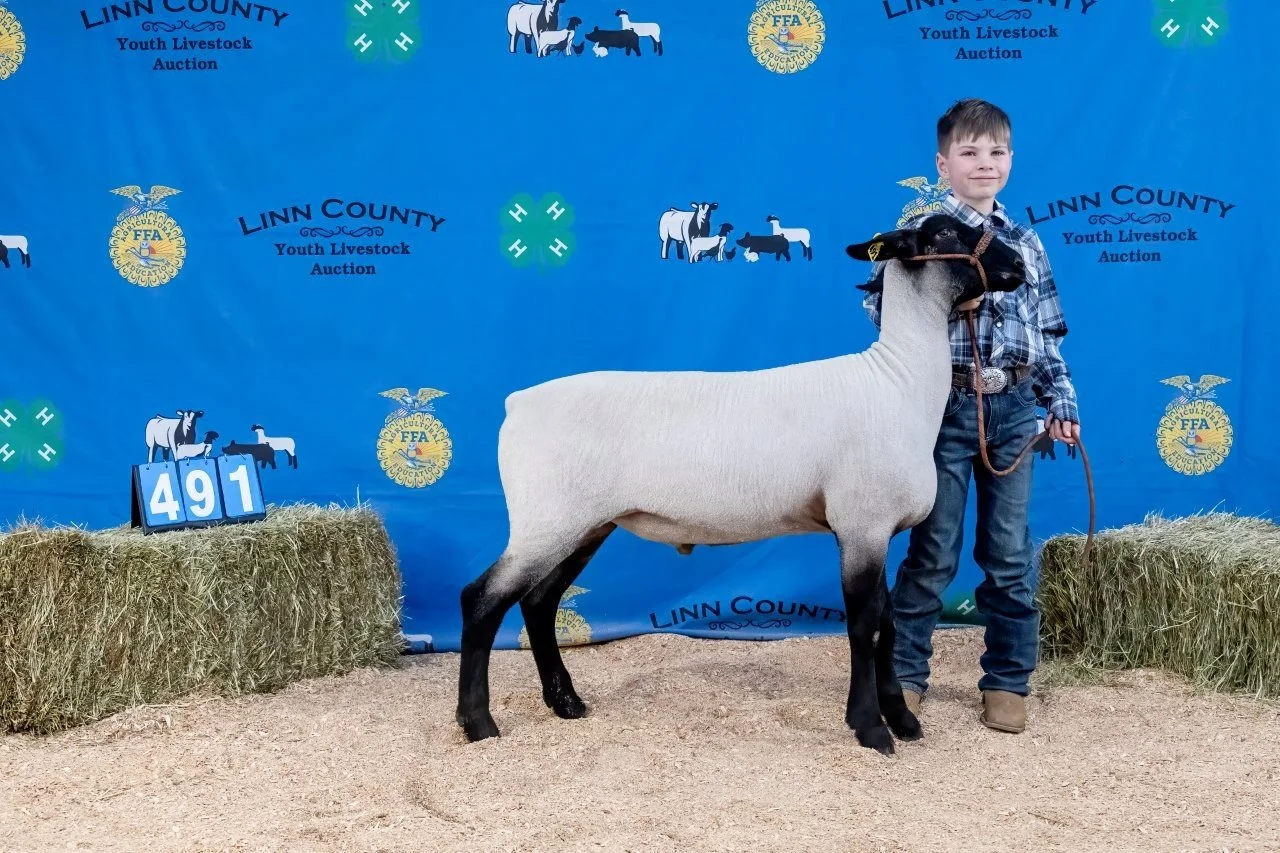Sheep 491 (1 of 1).jpg