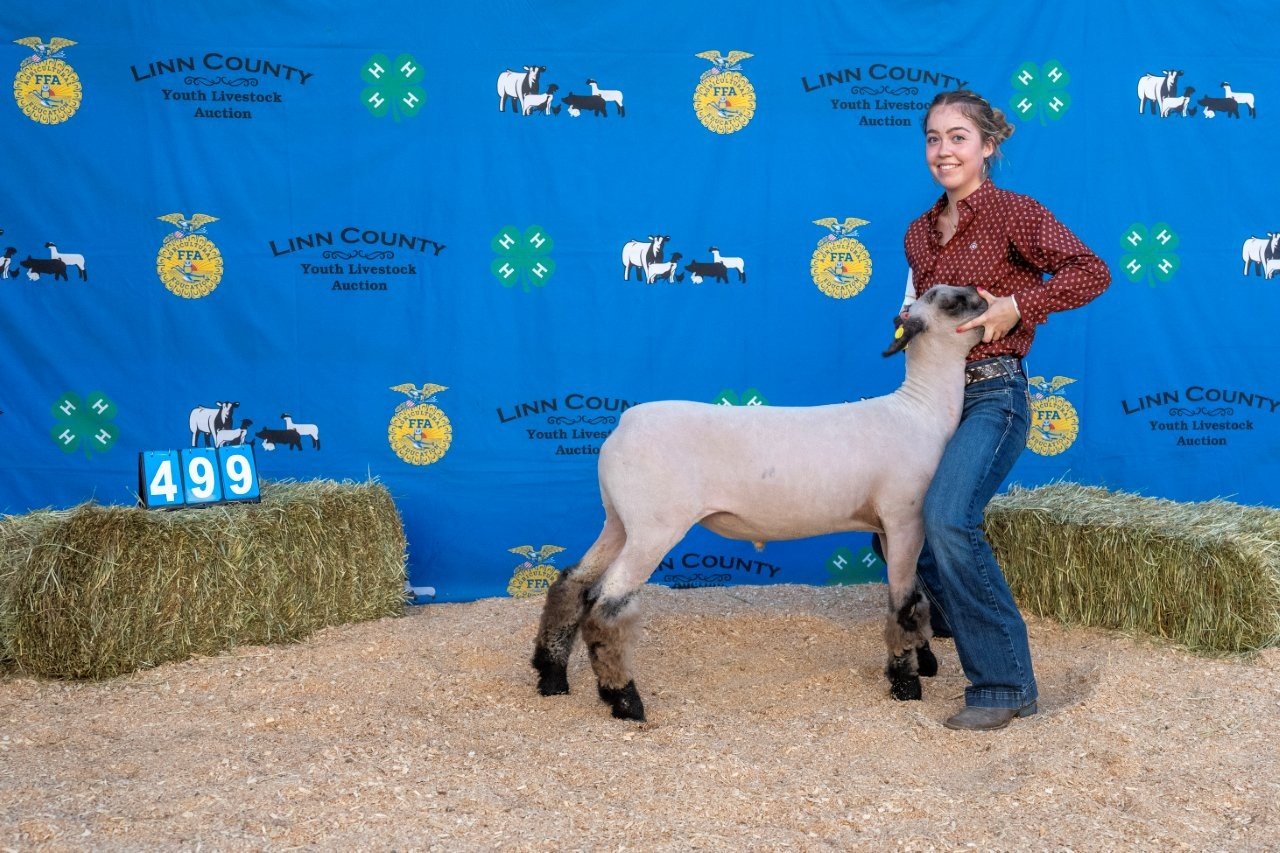 Sheep 499 (1 of 1).jpg