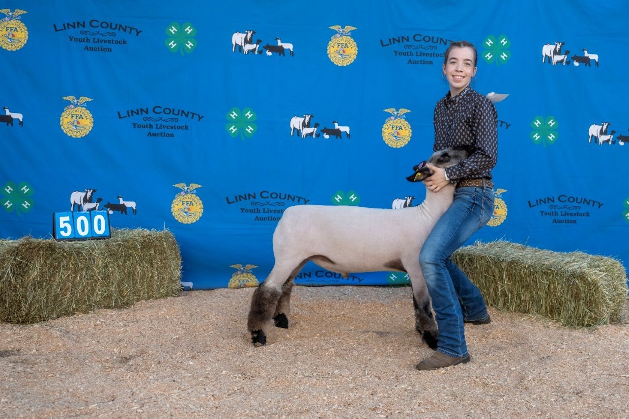 Sheep 500 (1 of 1).jpg