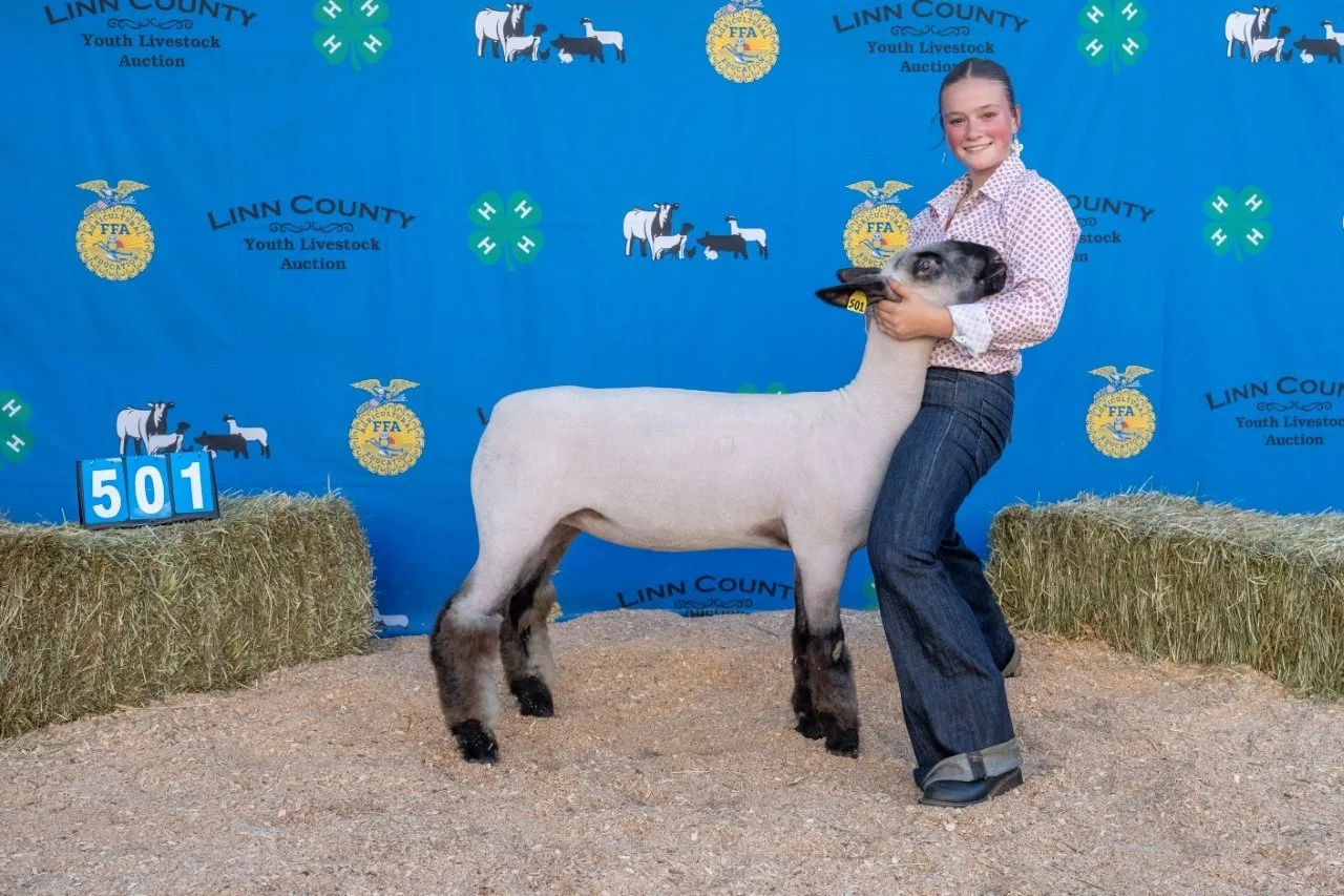 Sheep 501 (1 of 1).jpg