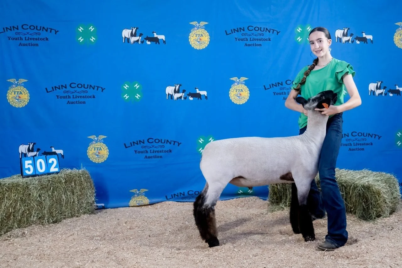 Sheep 502 (1 of 1).jpg
