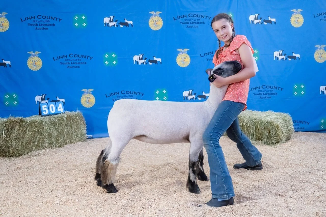 Sheep 504 (1 of 1).jpg