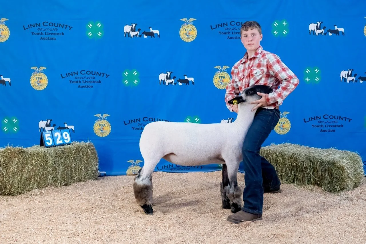 Sheep 529 (1 of 1).jpg