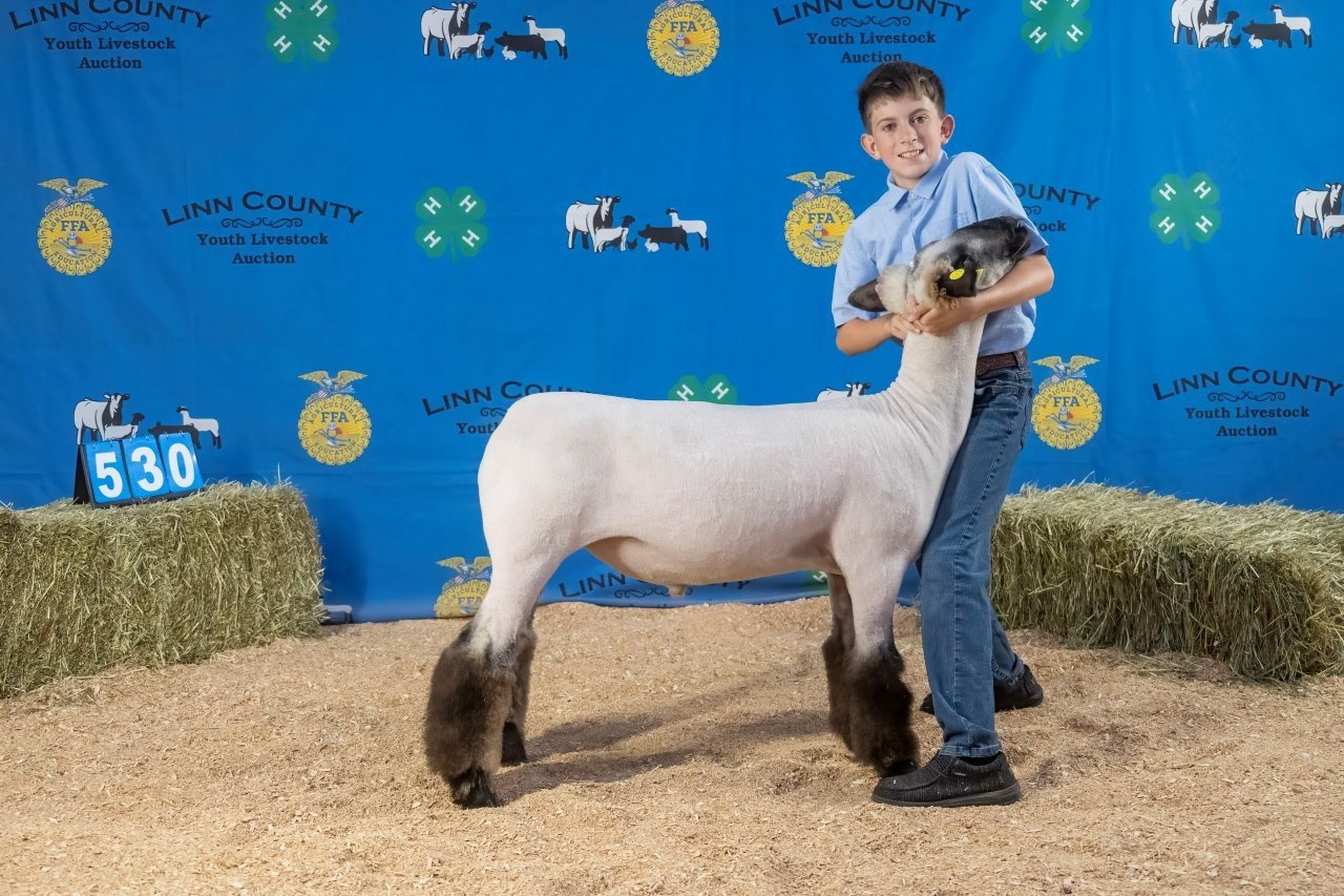 Sheep 530 (1 of 1).jpg