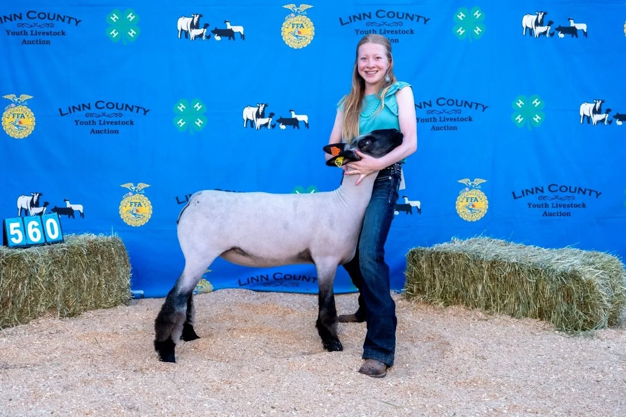 Sheep 560 (1 of 1).jpg