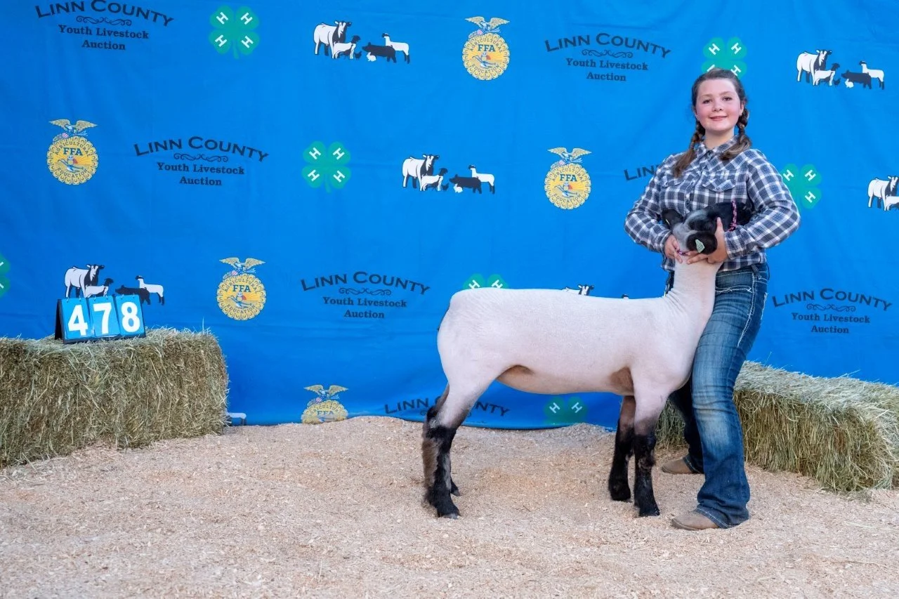 Sheep 478 (1 of 1).jpg
