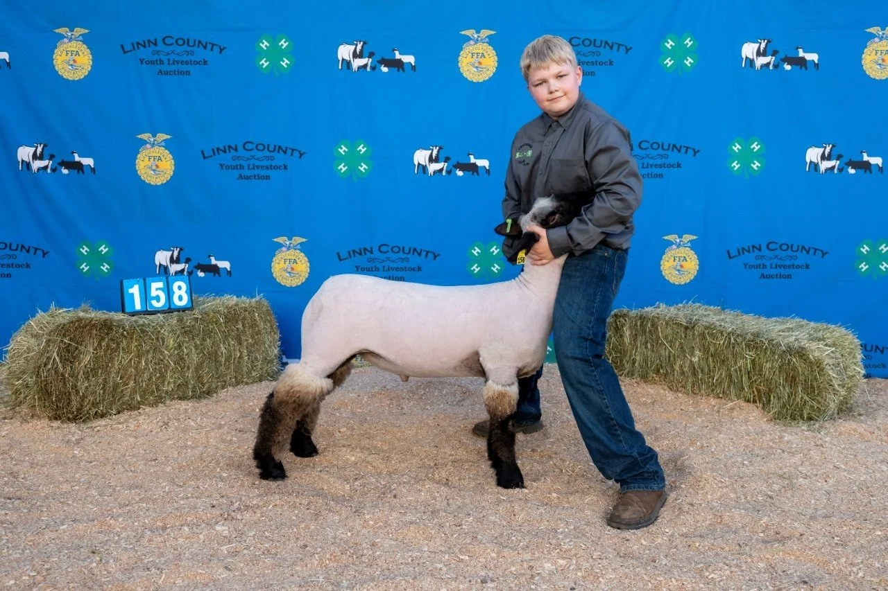 Sheep 158 (1 of 1).jpg
