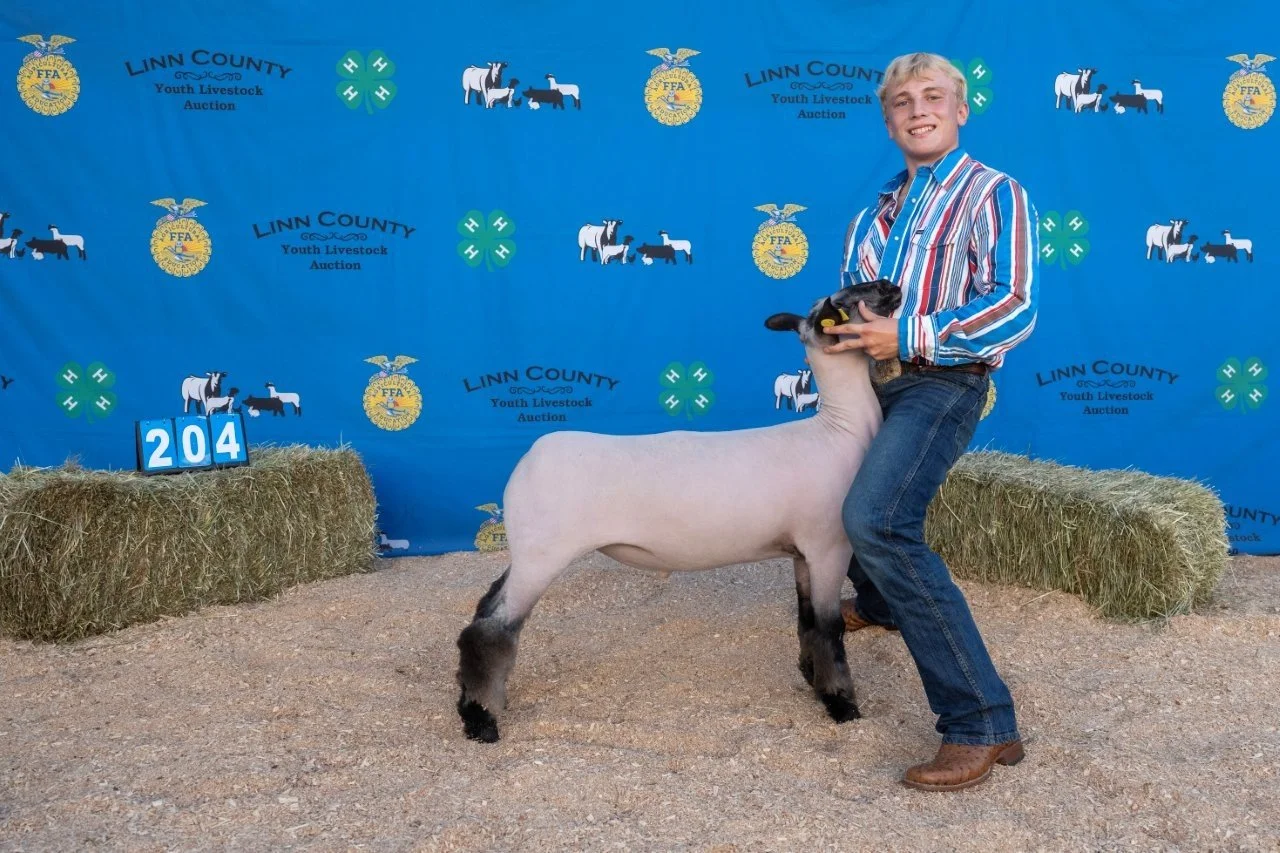 Sheep 204 (1 of 1).jpg
