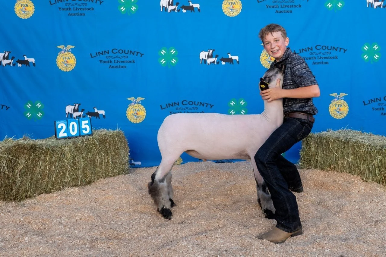 Sheep 205 (1 of 1).jpg