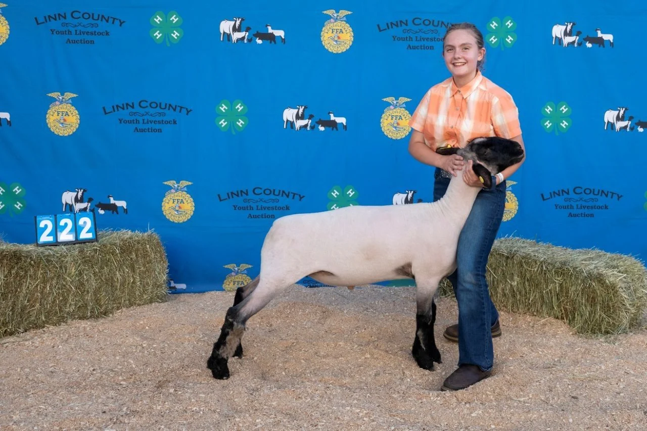 Sheep 222 (1 of 1).jpg