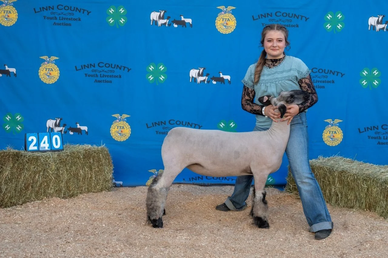 Sheep 240 (1 of 1).jpg